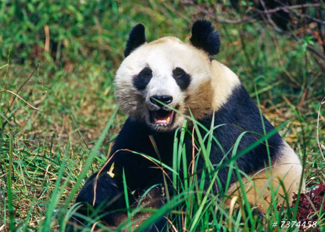 Nature Wildlife Photography - Panda Bear Say Hello, Kids Room Decor ...