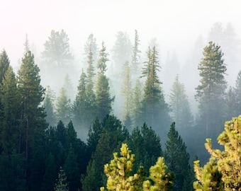 Forest mist, Nature Landscape Fine Art Photography, Great for your Home and office decoration