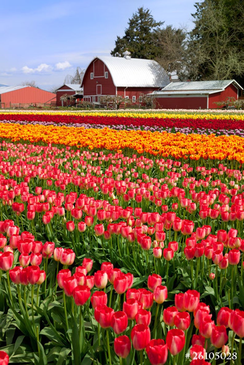 Tulips in Full Bloom, Washington State Skagit Valley, Nature Landscape