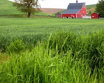 American Farmland in eastern Washington, USA. red barn and green field,  Fine Art Landscape photography