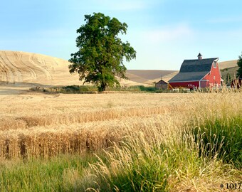 American farmland in Eastern Washington, USA, Nature Landscape photography