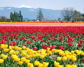 Nature and floral photography - Tulip field in full bloom, Home and Office wall decor photograph