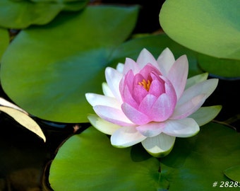 Nature Fine Art photography - Pink water lily flower, Floral photograph