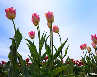 Pink tulips on blue sky, fresh air in spring, beautiful photo to decor your home or office.