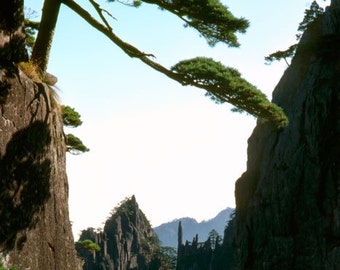 Huangshan Pine Tree, 5000 ft Yellow Mountain national Park, China, Nature Landscape home and office decor photography