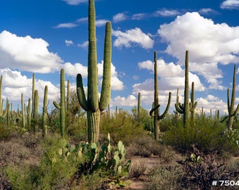 Desert landscape photography, Saguaro National Park. Summer clouds, Sonoran desert plants, Cactus