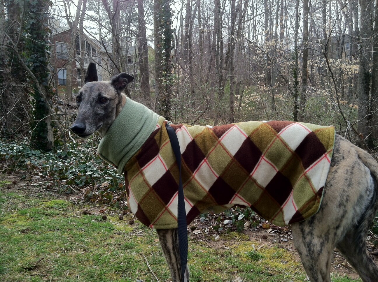 Dandy whippet coats 2025