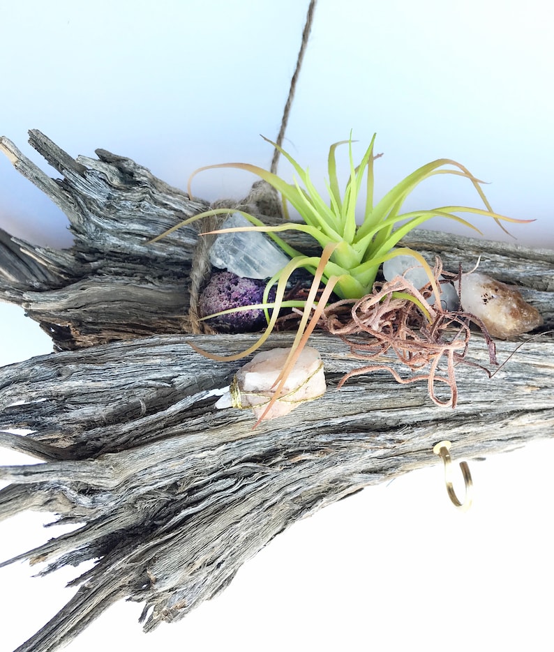 Handmade Air Plant Wall Hanging Driftwood Branch Decor Etsy