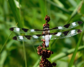 The Skimmer