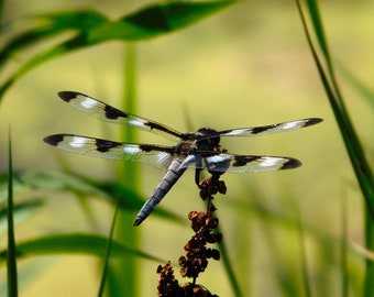 The Spirited Skimmer