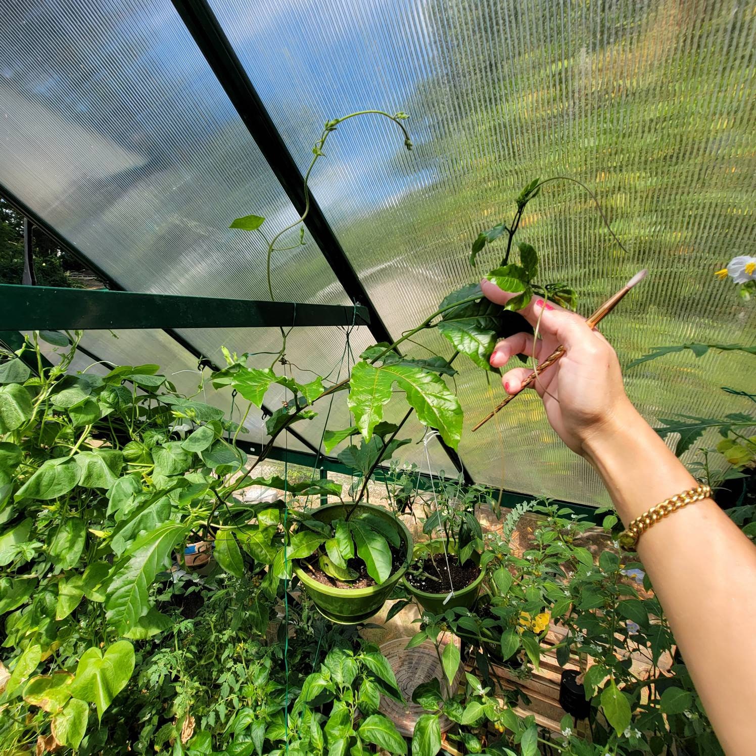 Purple Passion Fruit Cuttings or Plants passiflora Edulis Etsy