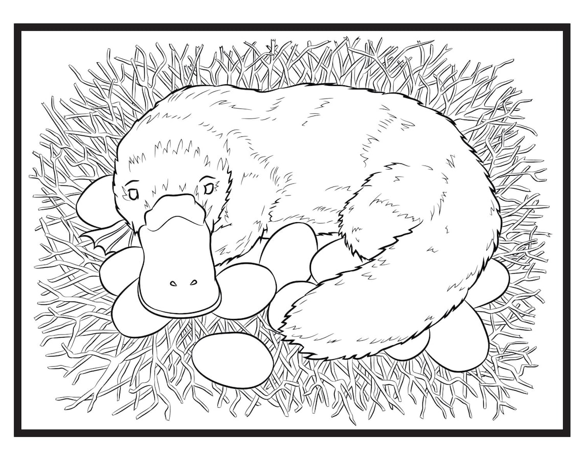 Platypus, Single Coloring Page Etsy