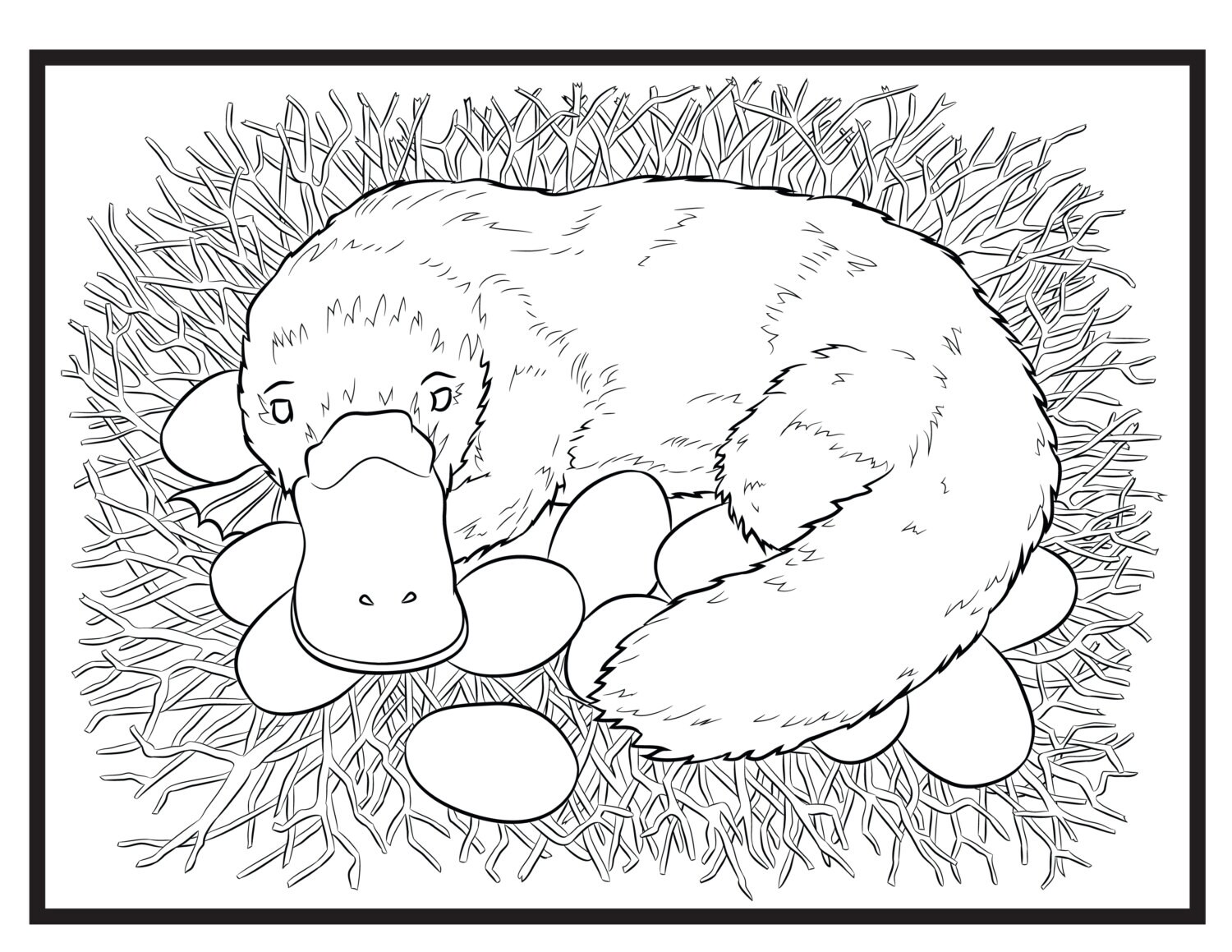 Platypus Coloring Pages To Print Coloring Pages