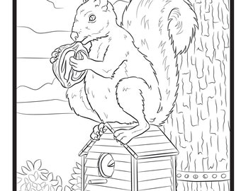 Squirrel, Single Coloring Page