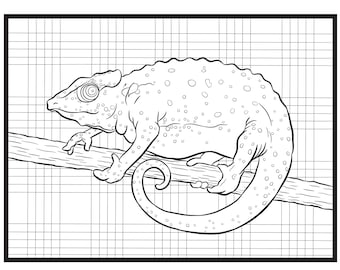 Chameleon, Single Coloring Page