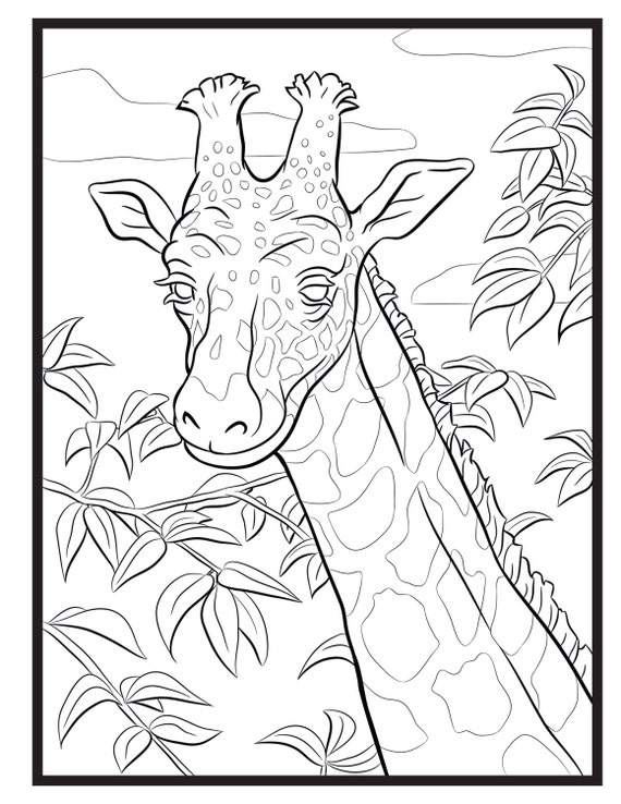 Giraffe coloring book for kids: Giraffe coloring book for 3-4-5-6