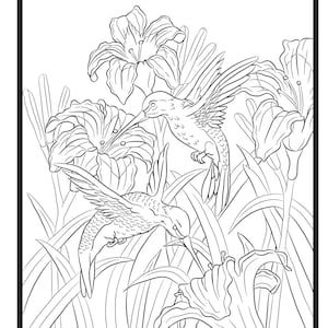 Kolibris, Ausmalseite