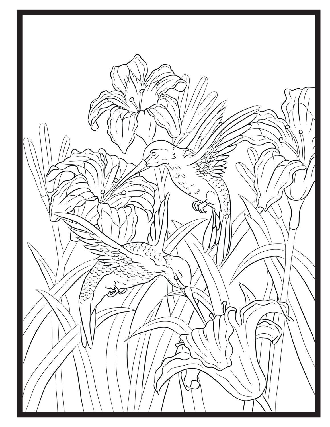 Humming Birds, Single Coloring Page - Etsy