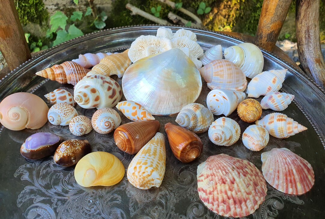Vintage Seashell Collection - 30+ Natural Florida Shells & Brain Coral ...