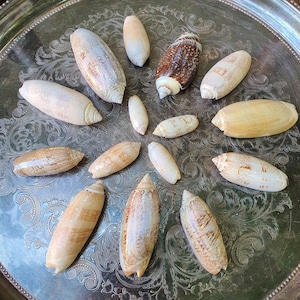 Vintage Lot of 15 Natural Seashells-Olive Shells-Real Shells for Craft Projects and Beach Décor-Florida Seashells-Beach House-Sea Shells