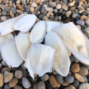 Imperfect Cuttlefish bone for bird budgie parrot cockatoo cockatiel tortoise turtle snail chickens shrimp crab isopod millipede