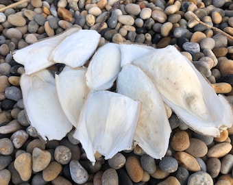 Hueso de sepia imperfecto para pájaro, periquito, loro, cacatúa, cacatúa ninfa, tortuga, caracol, pollos, camarones, cangrejos, isópodos, milpiés