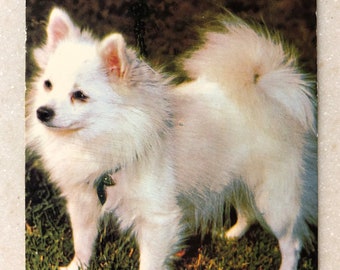 Spitz Puppy Etsy Spitz Puppy Etsy