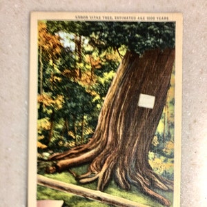 Vintage VA Postkarte Natürliche Brücke Lebensbaum Baum 1000 Jahre alt