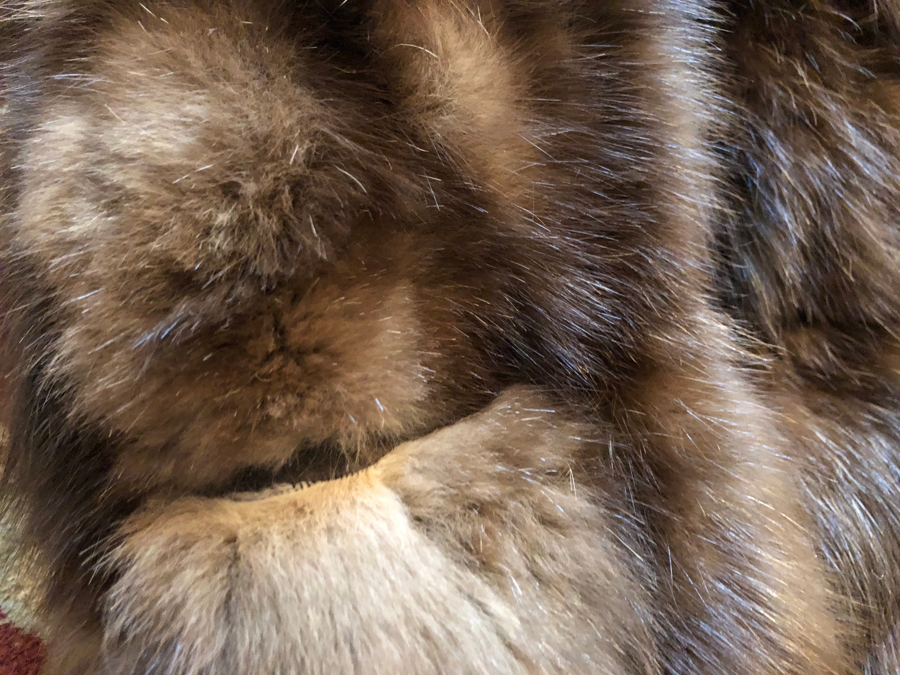 Sable Color Fur Facts Britannicacom