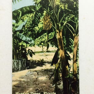 Vintage Postkarte Bananenbäume Florida 1917