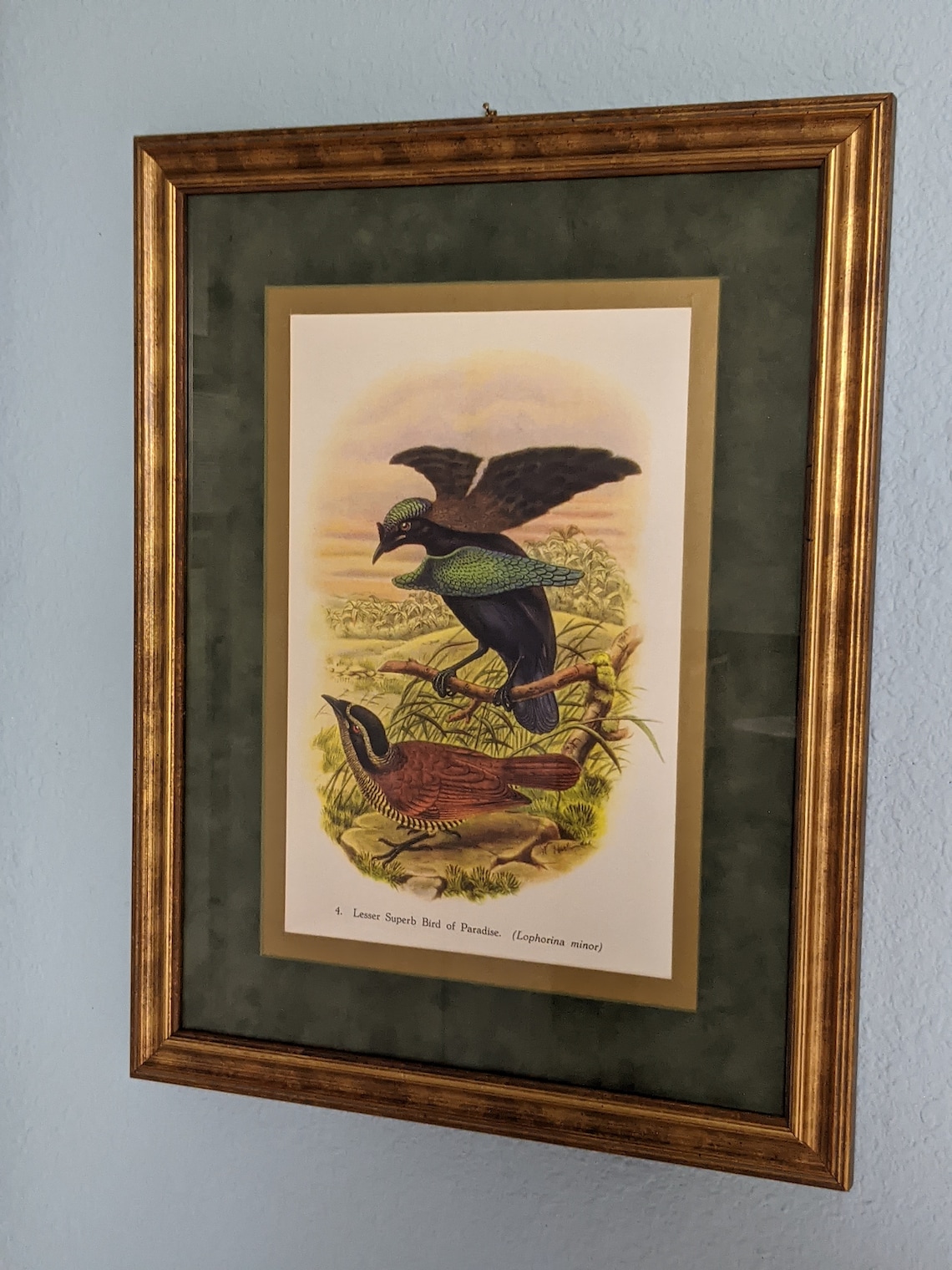 Vintage Wall Art Framed Lesser Superb Bird of Paradise Etsy