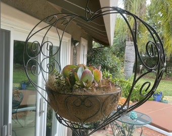 pothos fenestration Epipremnum pinnatum Yellow Sunrise