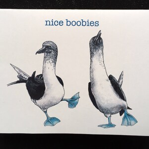 Nice Boobies card, funny card with nature wildlife art of blue footed Galapagos boobies