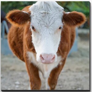 Photos Home decor farmhouse dog horse cow