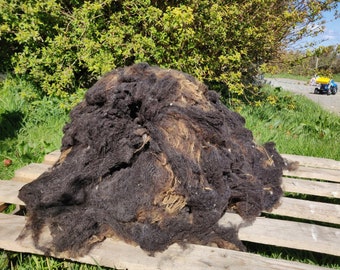 Sheep Wool for Spinning Luxury Lamb's Fleece ~ Black Shetland ~ Scottish Conservation Flock ~ Scottish Island Farm  ~ Fine Fleece