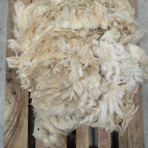 Spinning Fleece ~ Shetland Lambs Fleece ~ White ~ Scottish Conservation Flock ~ Island Farm ~  Fine Fleece
