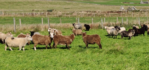 Shetland Lambs Wool Fleece Moorit Brown Scottish Island Farm Spinning Fine  Raw Fleece From a British Conservation Flock 