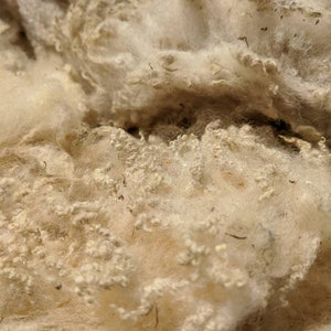 Shetland Fleece ~ White Shetland ~ Scottish Conservation Flock ~ Scottish Island Farm ~ Spinning ~ Fine Fleece