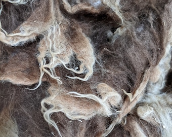 Moorit Brown Shetland Lambs Wool Raw - for 8oz  ~ Scottish Island Farm ~ Spinning ~ Fine Fleece ~ Price per half lb