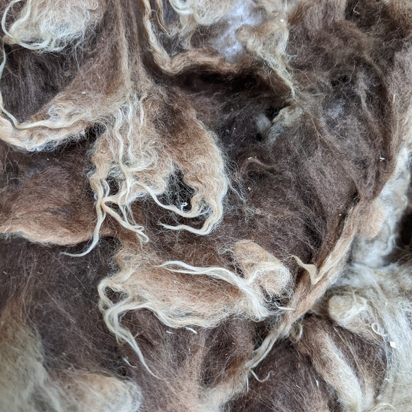 Moorit Brown Shetland Wool Raw - Whole Fleece  ~ Scottish Island Farm ~ Spinning ~ Fine Fleece
