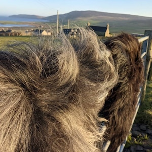 Black Sheepskin, 47&quot; Premium, sheepskin rug, Deep-pile, Icelandic. 100% Natural, not dyed, ecological tanins