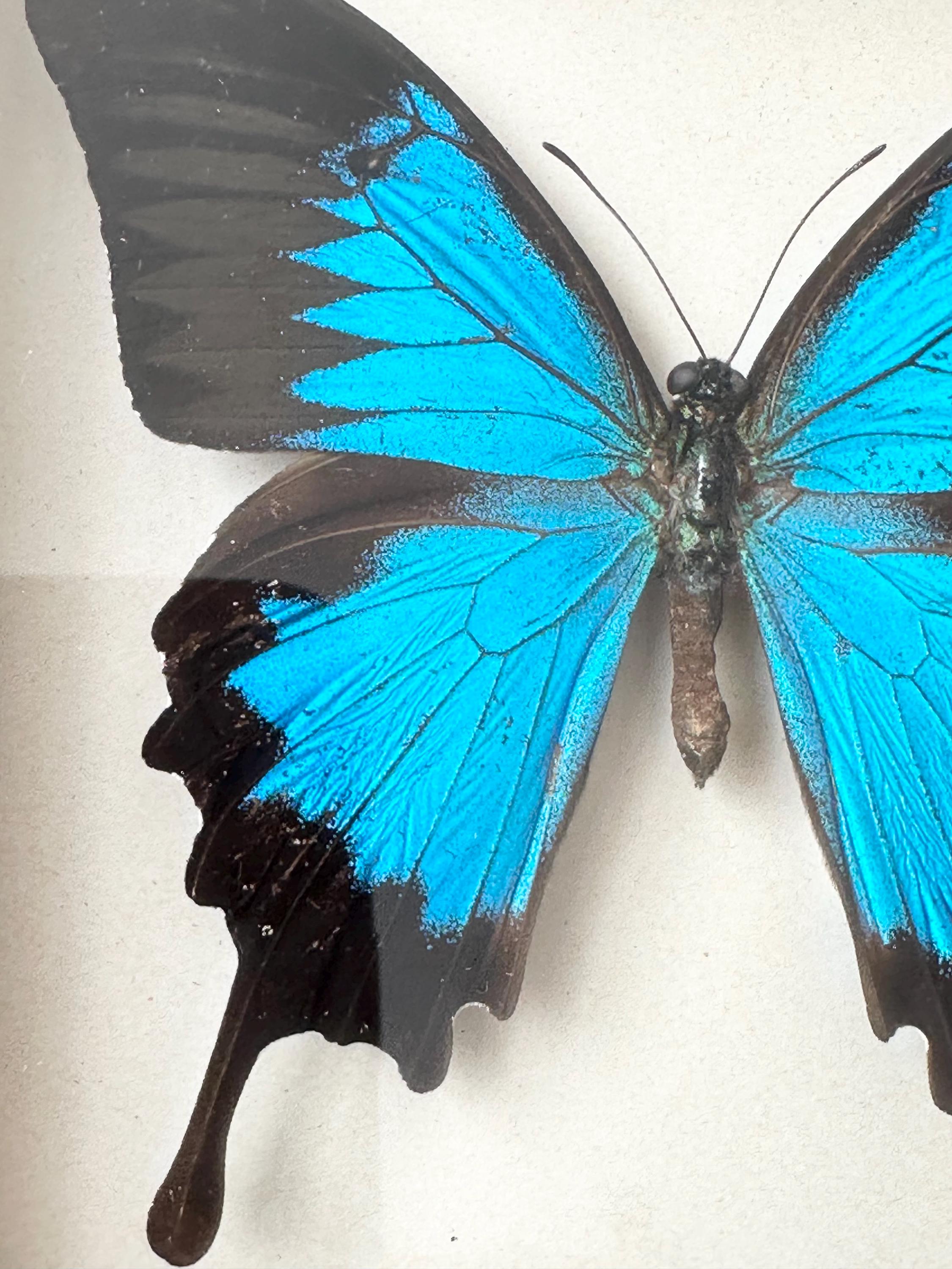 Real Framed Butterfly, Papilio Ulysses Taxidermy, Blue Butterfly