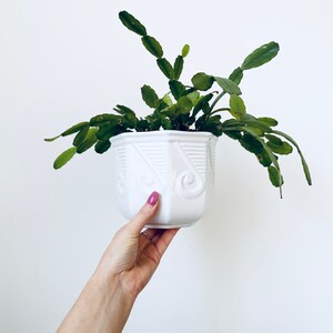 May include: A white ceramic planter with a geometric design holds a green plant with long, flat leaves. The planter is held up against a white background. The plant is a Christmas cactus.