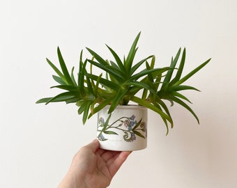 Portmeirion Plant Pot, Planter Botanic Garden, Plant Pot, Planter, Ceramic Planter, Botanical Ceramic Flower Pot