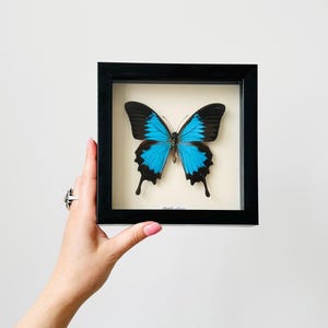 Butterfly Taxidemy in Antique Frame - Etsy