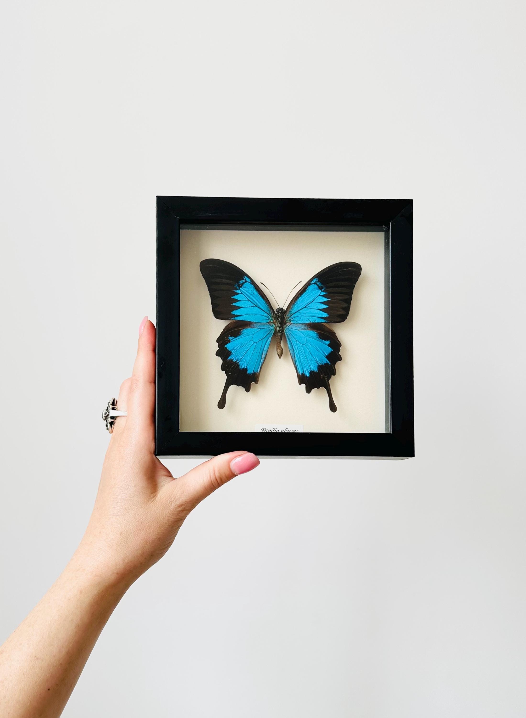 蝶の標本 額装 Papilio ulysses Morpho Real Framed Butterfly, Papilio Ulysses Taxidermy, Blue Butterfly