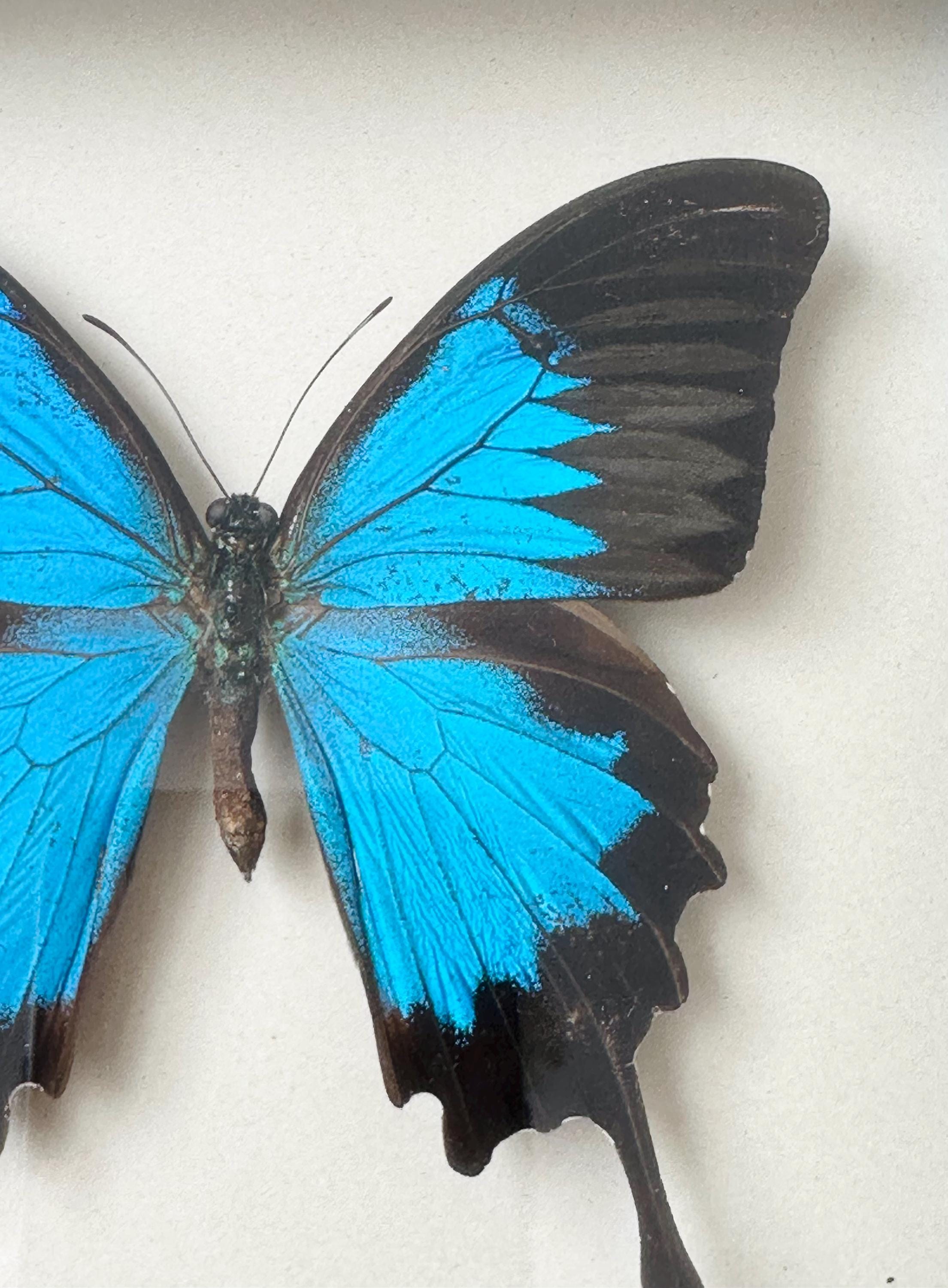 Real Framed Butterfly, Papilio Ulysses Taxidermy, Blue Butterfly