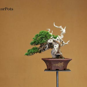 May include: A bonsai tree with vibrant green foliage and a twisted, weathered white trunk, planted in a hexagonal brown ceramic pot with gold-colored decorative patterns. The text CollectorPots is visible in the upper left corner of the image.