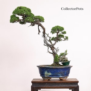 Antiker Song-inspirierter ruhiger blauer rechteckiger Bonsai-Topf mit Flambé-Glasur