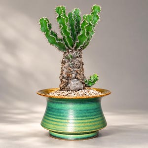 May include: A green Euphorbia cactus with a thick, textured, woody base and multiple upright, spiny branches, planted in a wide, flared ceramic pot with a glossy, variegated green and yellow glaze and a top layer of small white gravel.